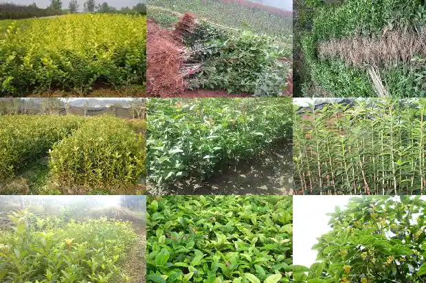老桩桂花树为什么那么贵呢1687136321927