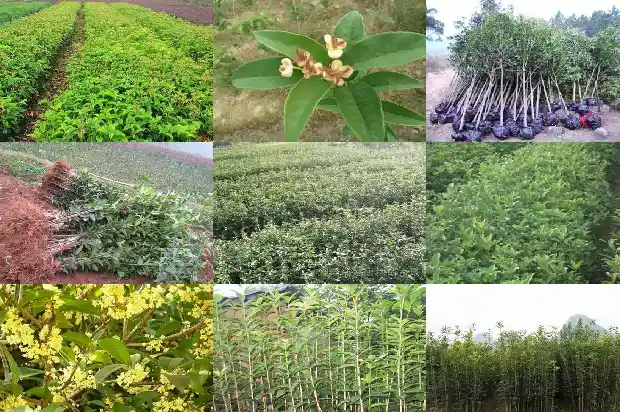 老桩桂花树为什么那么贵呢1687136321975