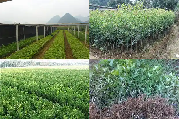 老桩桂花树为什么那么贵呢1687136322022