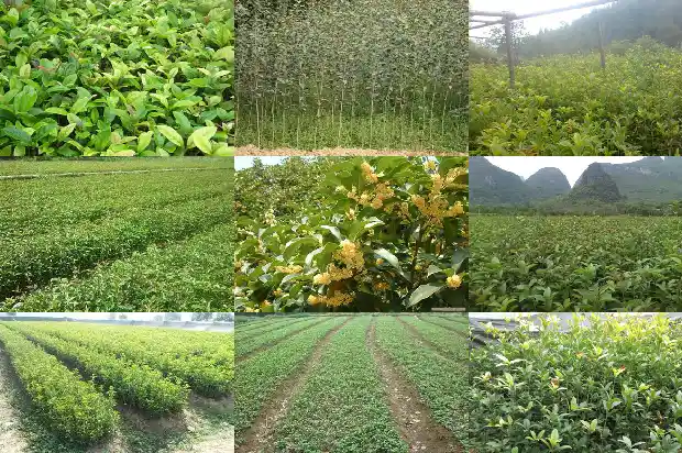 老桩桂花树为什么那么贵呢1687136322069