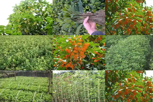 老桩桂花树是怎么培养发芽的1687136331634