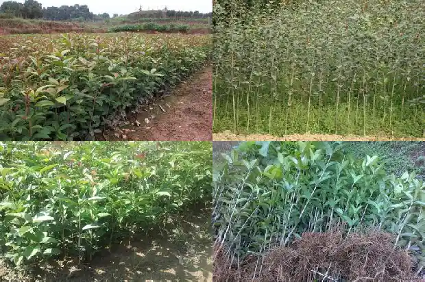 老桩桂花树是怎么培养发芽的1687136331682