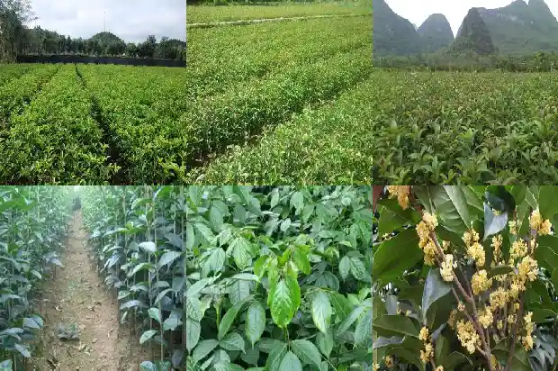 桂花树棒棒糖造型教程1687136343745
