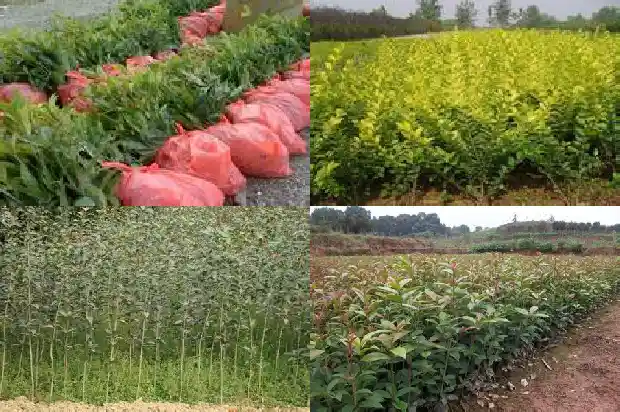 桂花棒棒糖制作方法1687136355438