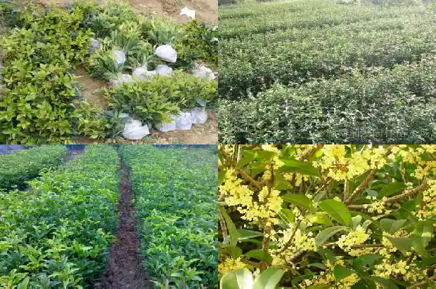 桂花棒棒糖制作方法1687136355486