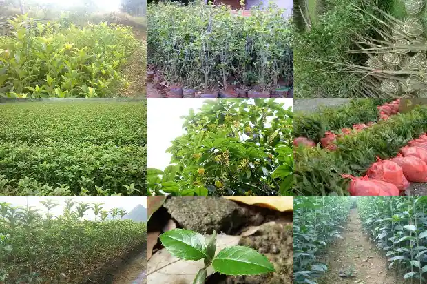 桂花棒棒糖制作方法1687136355579