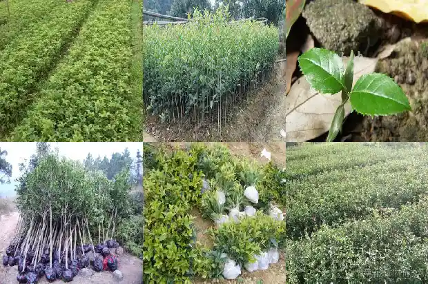 桂花发芽了还能嫁接吗1687136365268