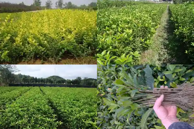 桂花发芽了还能嫁接吗1687136365316