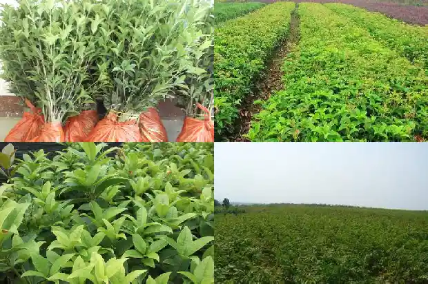桂花树可以嫁接果树吗1687136374786