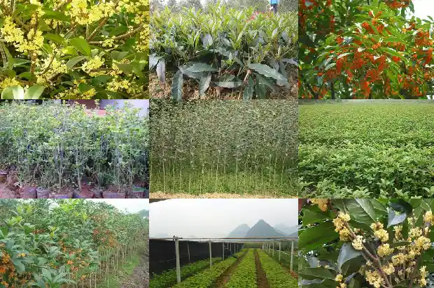 桂花树可以嫁接果树吗1687136374834