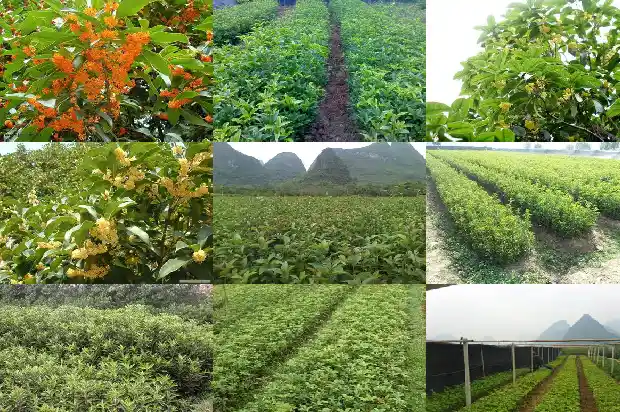 桂花树可以嫁接果树吗1687136374881