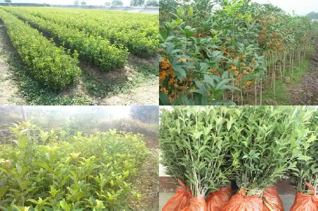 桂花树嫁接桂花树铁环1687136384705