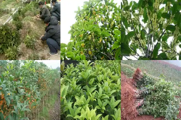 桂花树嫁接桂花树铁环1687136384751