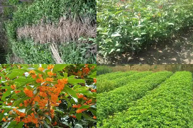 桂花树嫁接桂花树铁环1687136384799