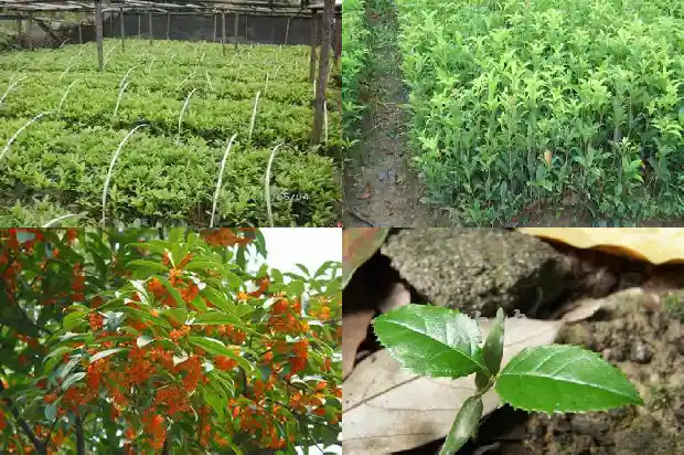 流苏嫁接桂花能活多少年啊1687136401937
