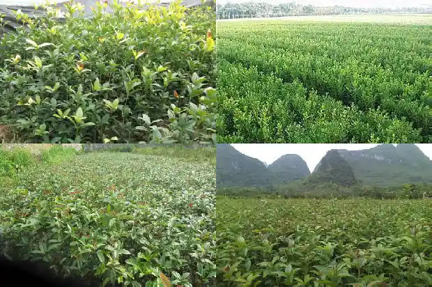 流苏嫁接桂花寿命1687136413641