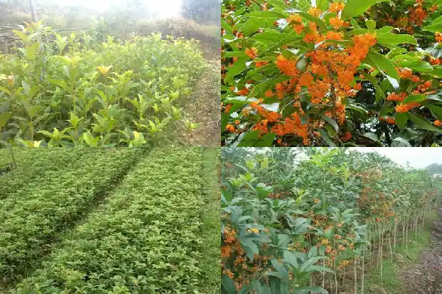 流苏嫁接桂花几月份成活率最好呢1687136435400