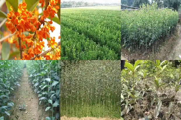 流苏嫁接桂花优缺点1687136456628