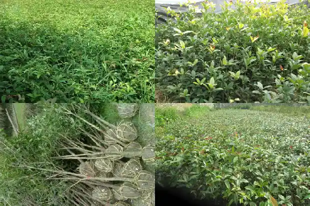流苏嫁接桂花优缺点1687136456722