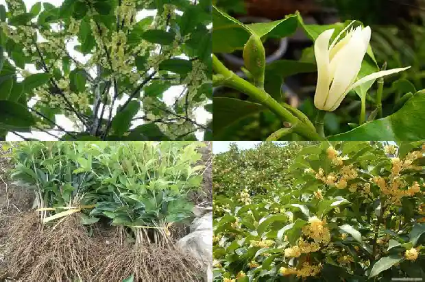 我想卖桂花树在哪里卖呢1688520460688