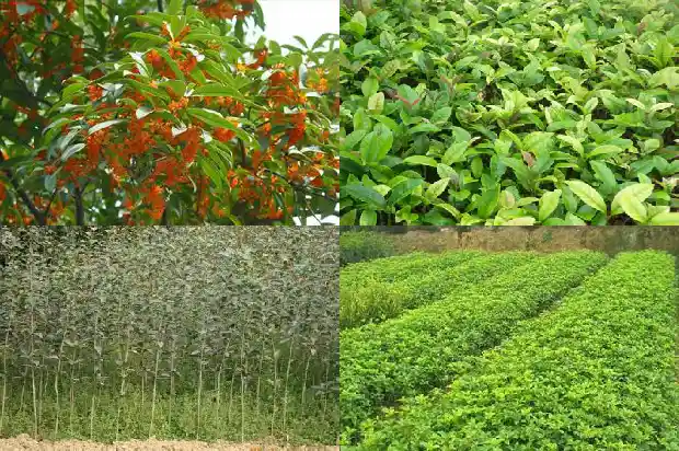 流苏嫁接的桂花用什么肥料好1687136481323