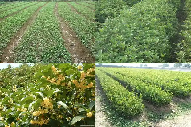 流苏嫁接的桂花用什么肥料好1687136481371