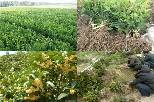 流苏嫁接的桂花用什么肥料好1687136481417
