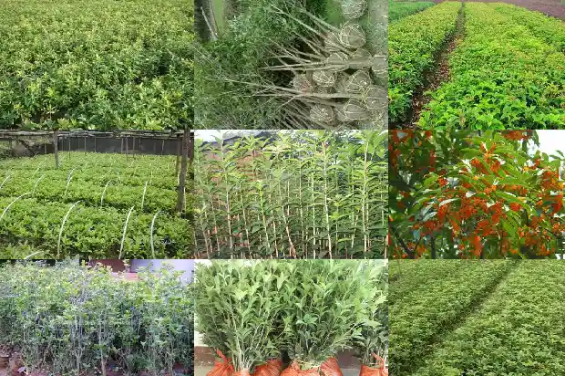 栽桂花用什么土1687219783937