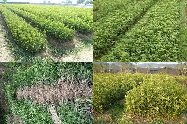 栽种桂花能用黄土吗1687219833192