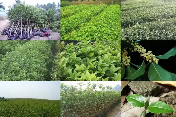 栽种桂花能用黄土吗1687219833238