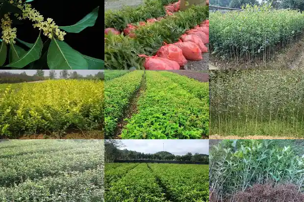 栽种桂花能用黄土吗1687219833286