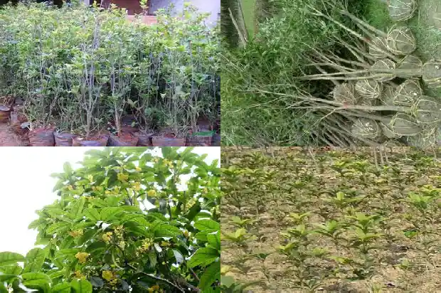 栽种桂花能用黄土吗1687219833334