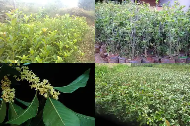 桂花的用途和作用及功效1689313477312