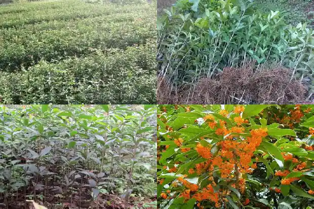 流苏可以嫁接桂花树吗1687219974575