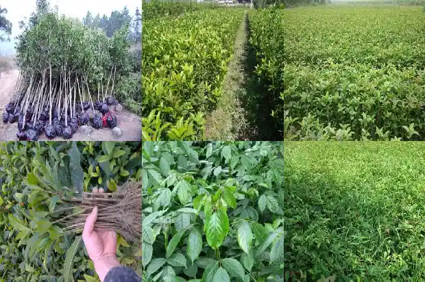 流苏可以嫁接桂花树吗1687219974622