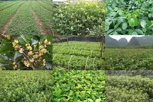 什么是流苏嫁接桂花的方法和技巧1687220043028