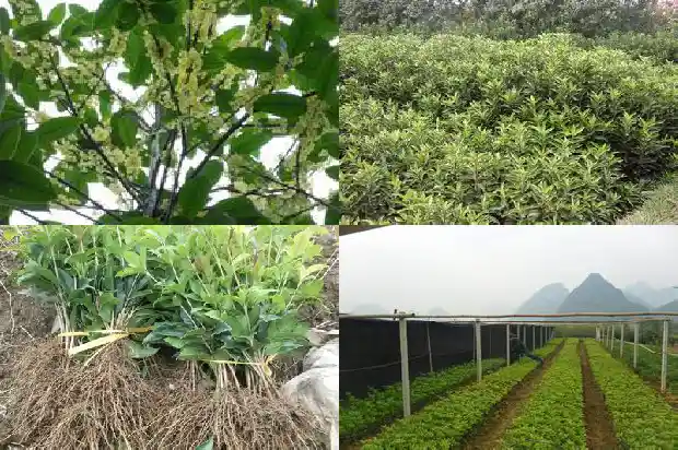 什么是流苏嫁接桂花的方法和技术1687220086239