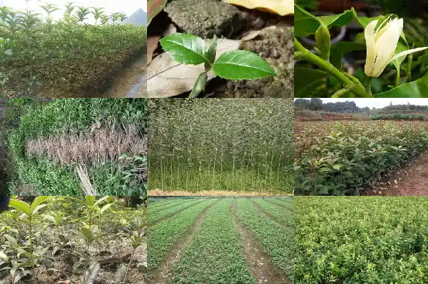 什么是流苏嫁接桂花的方法和技术1687220086286