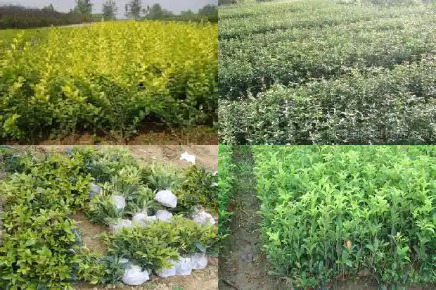 什么是流苏嫁接桂花的方法和技术1687220086333