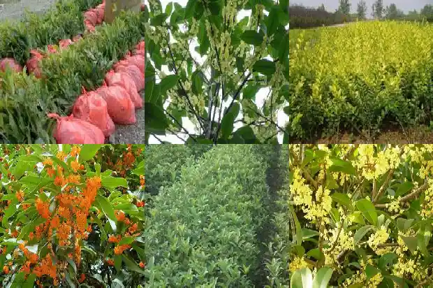 流苏嫁接的桂花用什么土好1687220111778