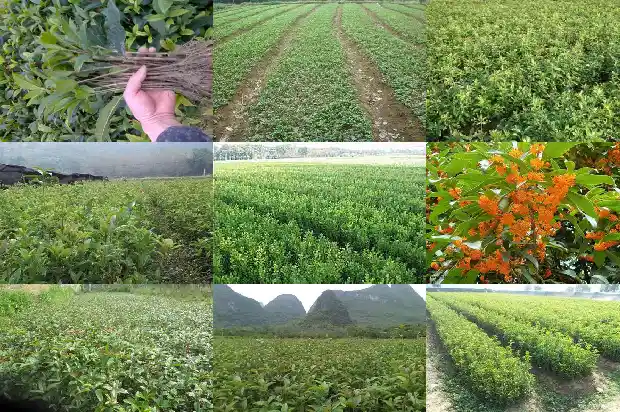 流苏嫁接的桂花冬天室外怎么养护1687220136079
