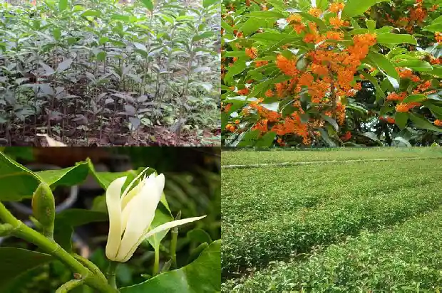 流苏嫁接的桂花冬天室外怎么养护1687220136127