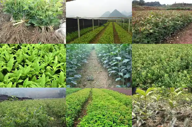 流苏嫁接的桂花冬天室外怎么养护1687220136175