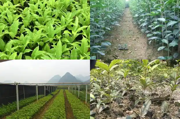 桂花八月没开花是怎么回事儿1688947842959