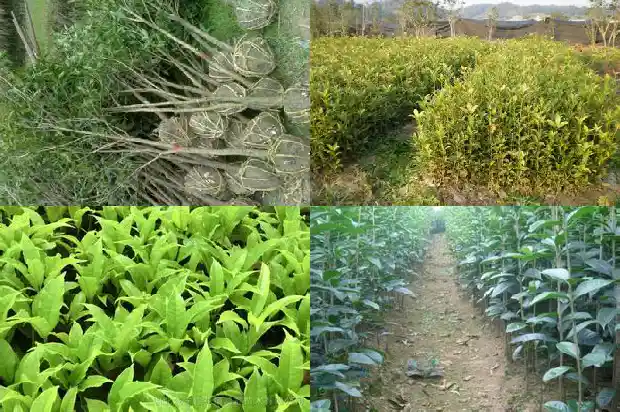 流苏树嫁接桂花好吗1687220179958
