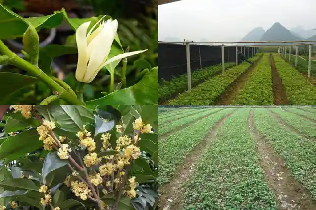 桂花白茶怎么冲泡最好1689466852964