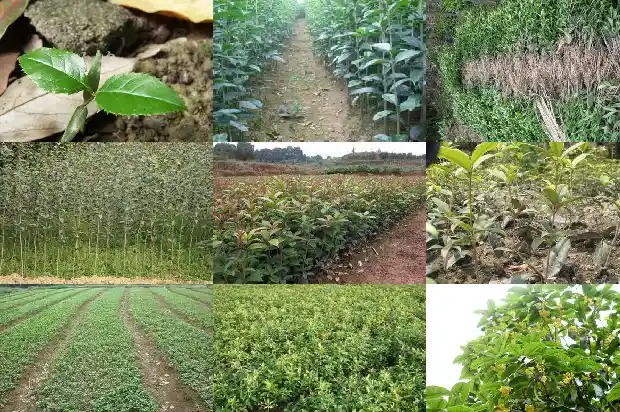桂花树种植几年开花一次啊1688602551236