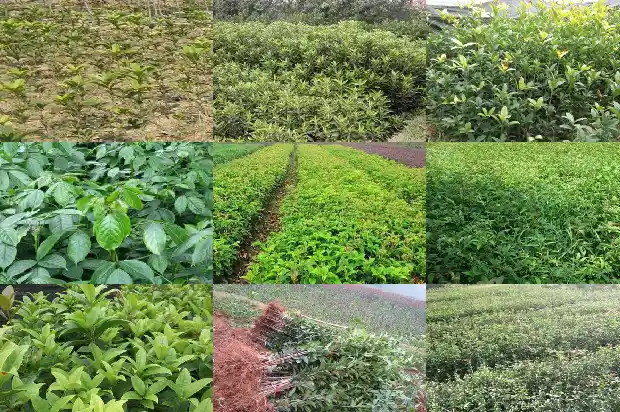 流苏树嫁接桂花小脚1687220202025
