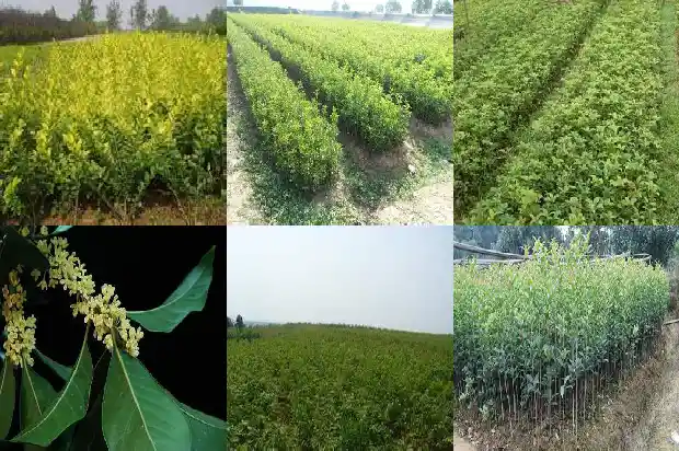 2014年桂花树价格表大全1689838464838