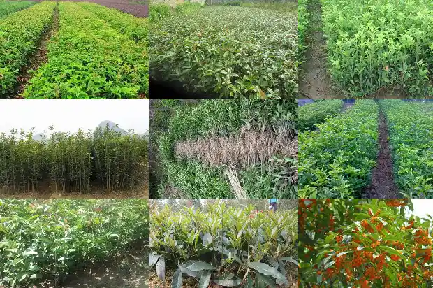 桂花树流苏嫁接是什么意思1687220224238